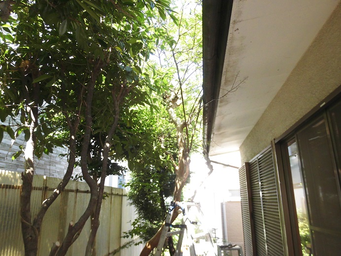 南側の植木から落ちた葉が屋根の上に大量に堆積している状態