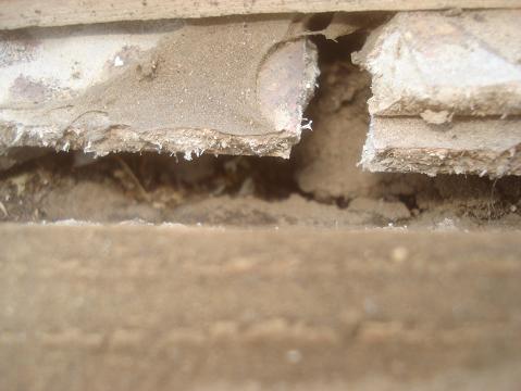 棟部分の防水紙が破れた状態・コロニアルをめくって確認